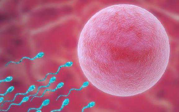 试管婴儿选择性别危害_做试管选择什么精子_新鲜出炉的胚胎培养结果，稳了稳